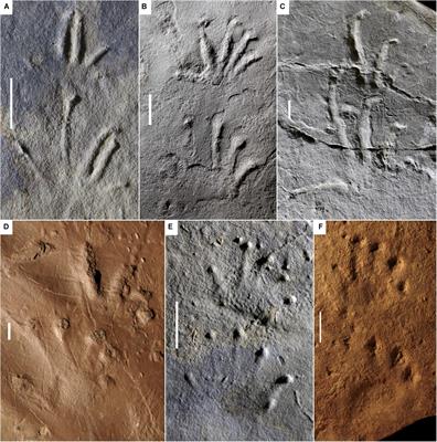 Tracking the Origin and Early Evolution of Reptiles